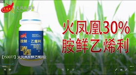 火鳳凰胺鮮乙烯利彩鈴