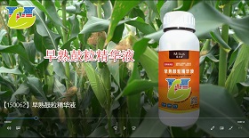 早熟鼓粒精華液視頻彩鈴