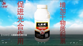 火麒麟鼓粒精華液彩鈴