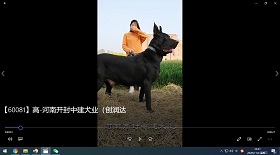 河南開封中建犬業 彩鈴